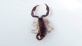 MPF quer obrigar governo a fornecer soro contra picada de escorpião