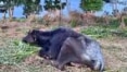 Polícia prende dono de fazenda de Brotas (SP) onde búfalas foram abandonadas