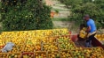 Com demanda por vitamina C, Brasil eleva exportação de frutas cítricas na pandemia