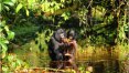 Comunicação vocal dos bonobos é semelhante à dos bebês humanos