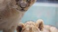 Zoológico faz votação para escolha de nome de filhotes de leão