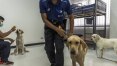 Tailândia aprimora 'PCR canino' para rastreio em massa do coronavírus