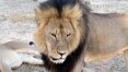 Zimbábue busca dentista que matou leão símbolo do país