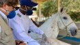 Cientistas brasileiros criam soro com anticorpos de cavalo capaz de neutralizar coronavírus