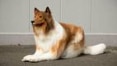 Japonês gasta R$ 75 mil para se 'transformar' em cachorro da raça collie