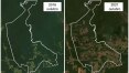 Greenpeace aponta explosão de desmatamento em área da Amazônia
