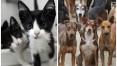 Câmara de SP aprova criação de unidades móveis para castração de cães e gatos