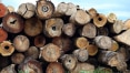 Estados Unidos, França, China e Holanda concentram importação de madeira brasileira