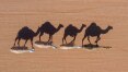 De helicóptero, franco-atiradores vão matar 10 mil camelos na Austrália