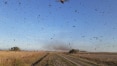 Nuvem de gafanhotos na Argentina pode atravessar fronteira com Brasil; veja vídeo