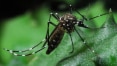Ministério confirma 16 casos de Zika, febre 'prima' da dengue