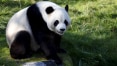 Cientistas buscam pistas em fezes de pandas para produção de biocombustíveis
