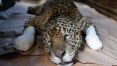 Onça que sobreviveu a fogo do Pantanal tem alta; Bolsonaro deve acompanhar soltura do animal