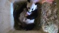 Panda do zoológico de Viena dá à luz gêmeos; veja fotos
