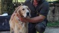 Nove dias após terremoto, cachorro é resgatado com vida na Itália