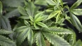 Veja a proposta da Anvisa para regulamentação da cannabis para uso medicinal