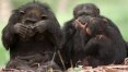Chimpanzés têm capacidade cognitiva de cozinhar, diz estudo