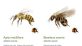 Estudo mapeia 214 espécies de abelhas; veja infográfico