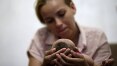 Novos estudos reforçam elo entre zika e microcefalia