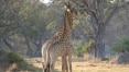 Com redução de habitat natural, girafa agora está ameaçada de extinção