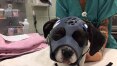 Cadela recupera movimentos do rosto após usar máscara 3D inédita