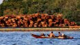 'Várias empresas estão envolvidas', diz procurador que desarticulou rede de venda ilegal de madeira