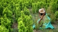 Plantio de folha de coca prospera com mão de obra de venezuelanos