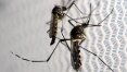 ‘Aedes’ passa chikungunya em 7 de cada 10 picadas