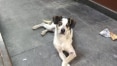Vídeo mostra funcionário agredindo cãozinho com barra metálica no Carrefour
