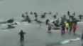 Bolsonaro usa vídeo de caça a baleias na Dinamarca para atacar Noruega