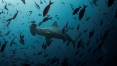 Tubarões já quase foram extintos como os dinossauros