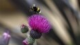 Estudo britânico liga sumiço de abelhas ao uso de pesticida