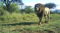 Proteger os leões ajuda toda a cadeia alimentar nas reservas da África do Sul?