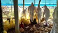 China relata primeiro caso humano de gripe aviária H3N8; governo vê baixo risco de epidemia