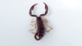 Menino morre 2 semanas após ser picado por escorpião em Itapetininga