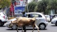 Vacas terão registro com foto na Índia