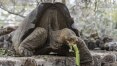 Projeto recupera tartaruga de espécie considerada extinta há 150 anos em Galápagos
