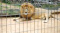 Leão morre ao receber anestesia em zoológico de Sorocaba