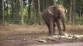 Financiamento coletivo vai construir santuário de elefantes no Brasil