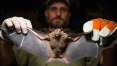Número de acidentes com morcegos cresce 101% em São Paulo