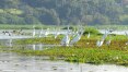 Após chuvas, aves voltam ao 'Pantanal' de Piracicaba