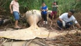 Baleia jubarte é encontrada morta em manguezal na Ilha de Marajó