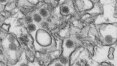 Anticorpos de paciente com zika impedem infecção em ratos, diz estudo