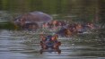 Hipopótamos de Pablo Escobar podem estar ajudando ecossistemas da Colômbia