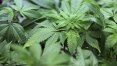 'Cannabis sativa' é incluída em lista de plantas medicinais da Anvisa
