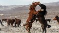 Empresas usam cavalos selvagens como atrativos para empregos