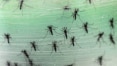 Rio tem sete vezes mais casos de dengue do que em 2014