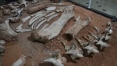Fósseis achados há 24 anos no interior de SP são de espécie inédita de dinossauro no Brasil