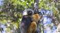 Lêmures ameaçados de extinção encontram um refúgio particular em Madagascar