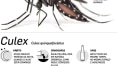 Oportunista e adaptável, 'Aedes aegypti' avança